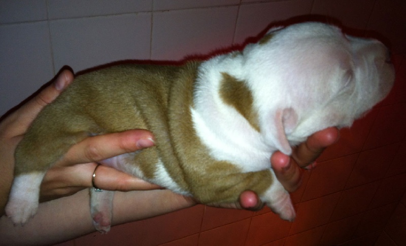 Broyer's Edition - Staffordshire Bull Terrier - Portée née le 22/09/2013